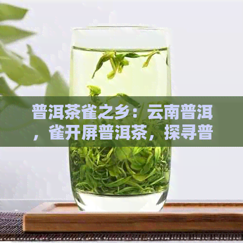 普洱茶雀之乡：云南普洱，雀开屏普洱茶，探寻普洱茶中的雀之谜