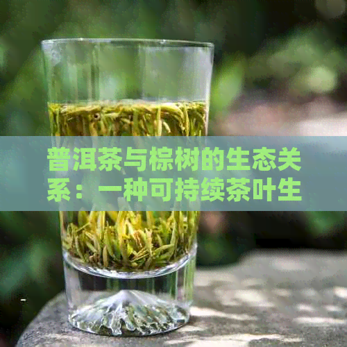 普洱茶与棕树的生态关系：一种可持续茶叶生产的实践