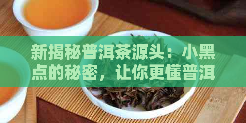 新揭秘普洱茶源头：小黑点的秘密，让你更懂普洱茶！