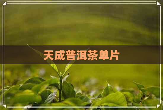 天成普洱茶单片