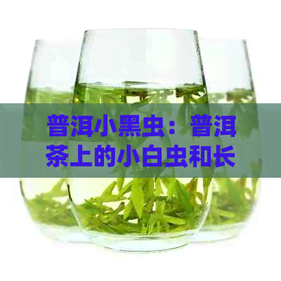 普洱小黑虫：普洱茶上的小白虫和长虫问题