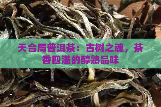 天合局普洱茶：古树之魂，茶香四溢的醇熟品味