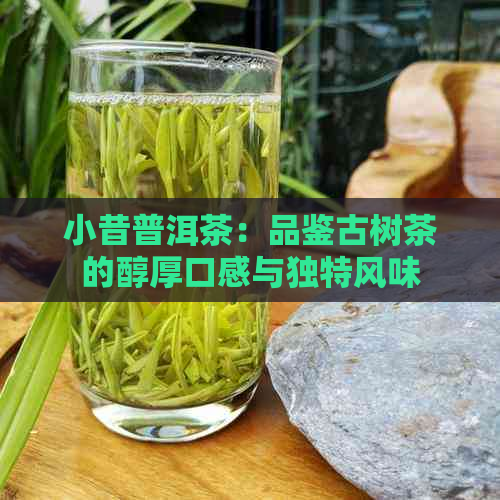 小昔普洱茶：品鉴古树茶的醇厚口感与独特风味