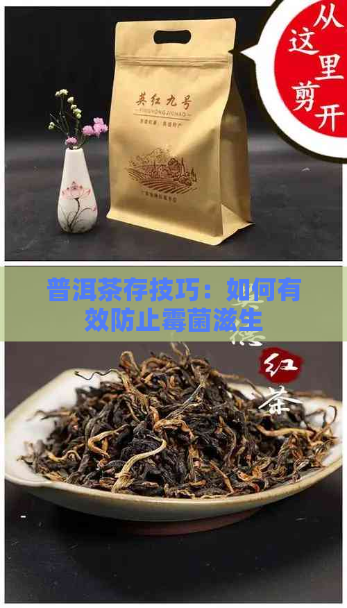 普洱茶存技巧：如何有效防止霉菌滋生