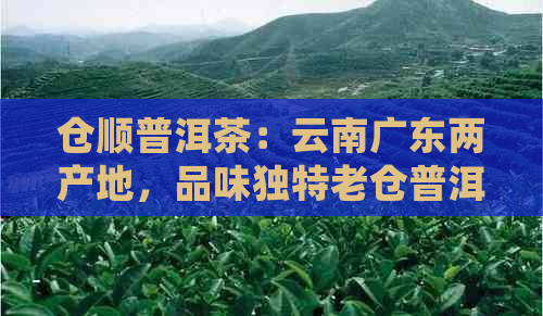 仓顺普洱茶：云南广东两产地，品味独特老仓普洱茶的醇厚仓味