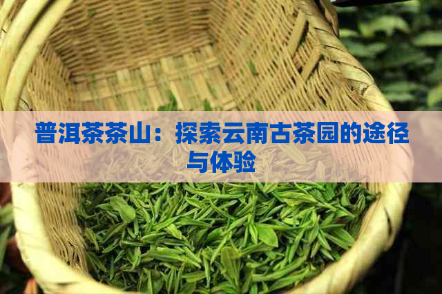 普洱茶茶山：探索云南古茶园的途径与体验