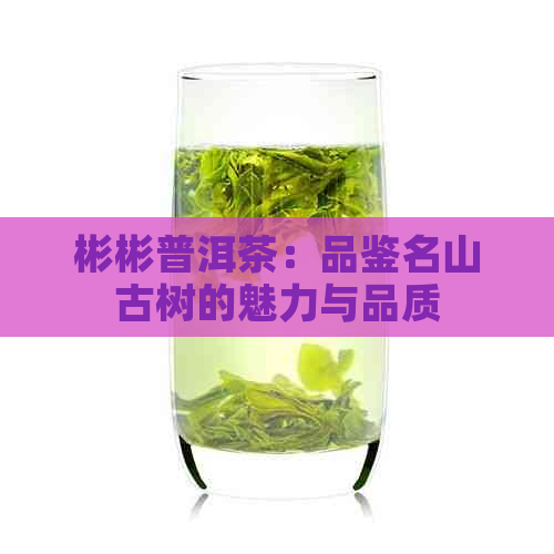 彬彬普洱茶：品鉴名山古树的魅力与品质