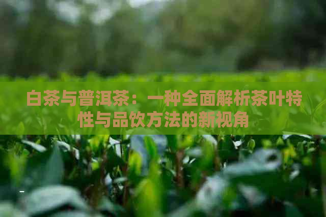 白茶与普洱茶：一种全面解析茶叶特性与品饮方法的新视角