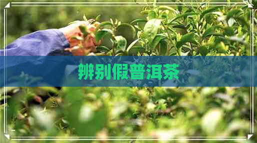 辨别假普洱茶