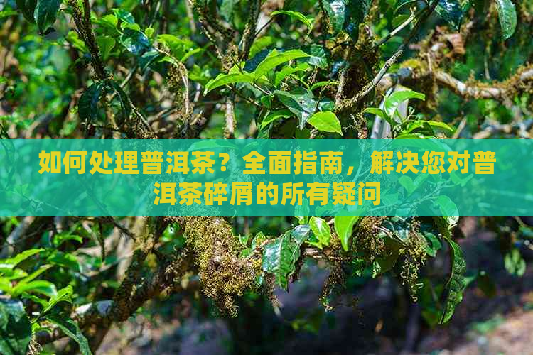 如何处理普洱茶？全面指南，解决您对普洱茶碎屑的所有疑问