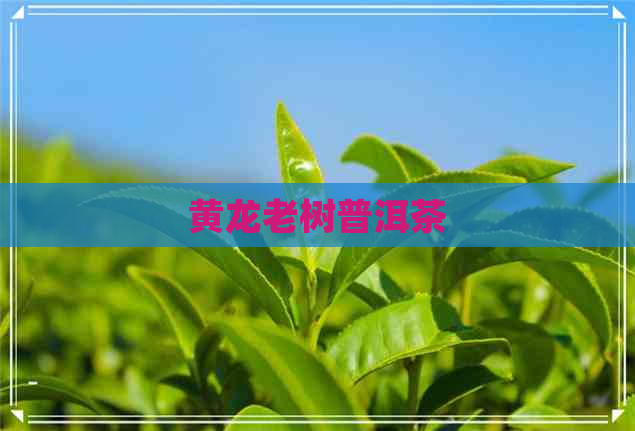 黄龙老树普洱茶