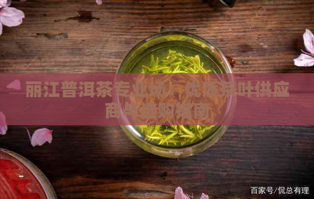 丽江普洱茶专业场：优质茶叶供应商与选购指南