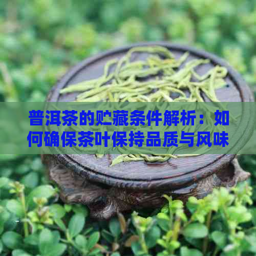 普洱茶的贮藏条件解析：如何确保茶叶保持品质与风味？