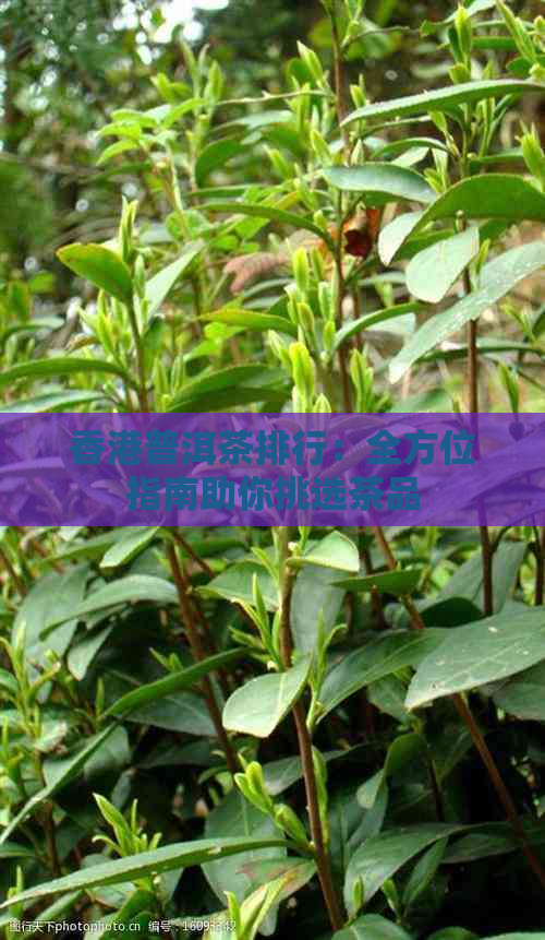 普洱茶排行：全方位指南助你挑选茶品