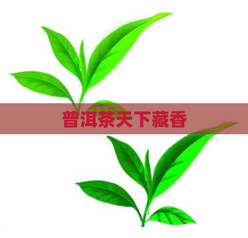 普洱茶天下藏香