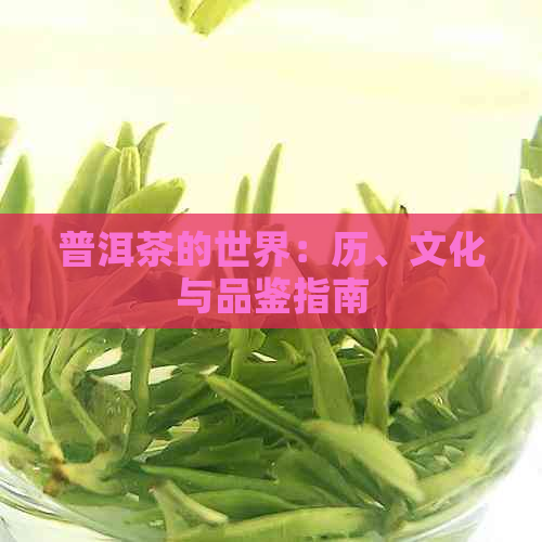 普洱茶的世界：历、文化与品鉴指南