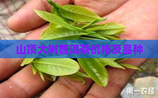 山顶大树普洱茶价格及品种