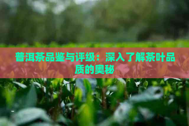 普洱茶品鉴与评级：深入了解茶叶品质的奥秘