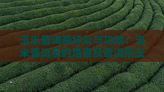 玉米普洱茶坏处与功效：玉米普洱茶的危害及普洱茶玉米须的作用详解