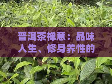 普洱茶禅意：品味人生、修身养性的艺术之选