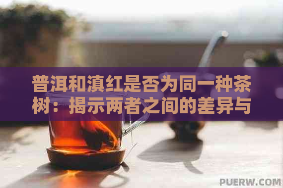 普洱和滇红是否为同一种茶树：揭示两者之间的差异与联系