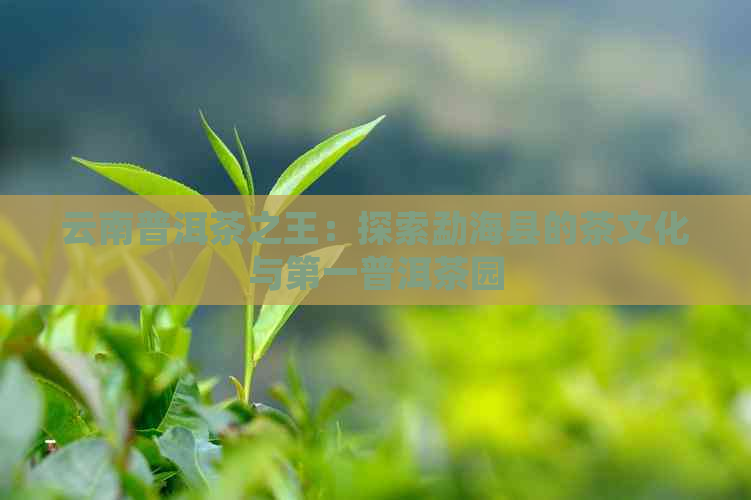 云南普洱茶之王：探索勐海县的茶文化与之一普洱茶园