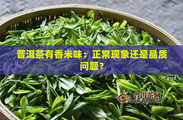 普洱茶有香米味：正常现象还是品质问题？