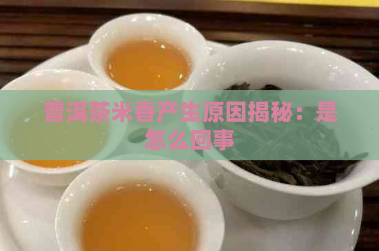 普洱茶米香产生原因揭秘：是怎么回事