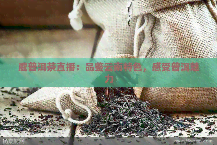 威普洱茶直播：品鉴云南特色，感受普洱魅力