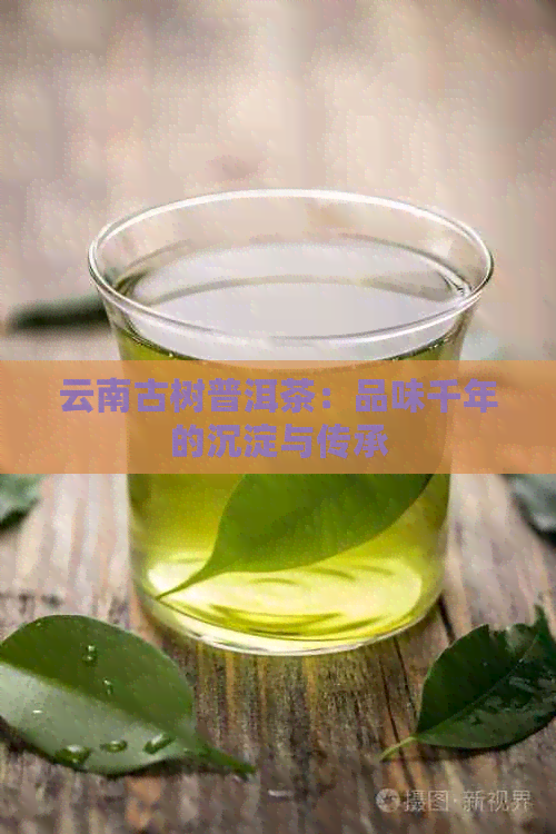 云南古树普洱茶：品味千年的沉淀与传承