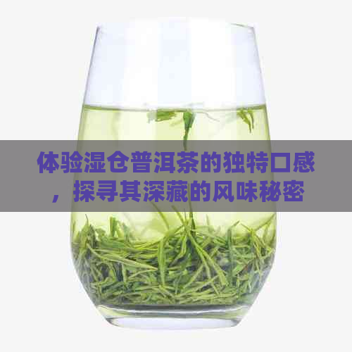 体验湿仓普洱茶的独特口感，探寻其深藏的风味秘密