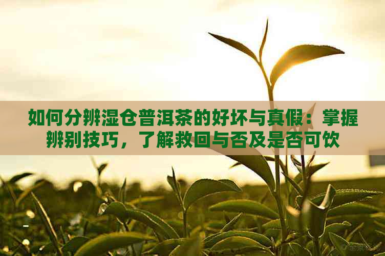 如何分辨湿仓普洱茶的好坏与真假：掌握辨别技巧，了解救回与否及是否可饮