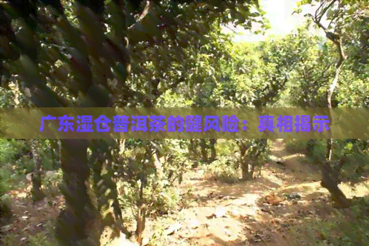 广东湿仓普洱茶的健风险：真相揭示