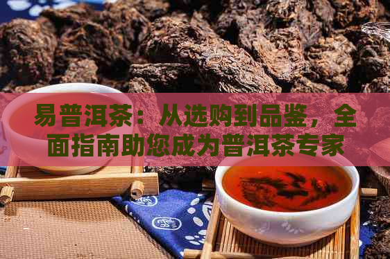 易普洱茶：从选购到品鉴，全面指南助您成为普洱茶专家