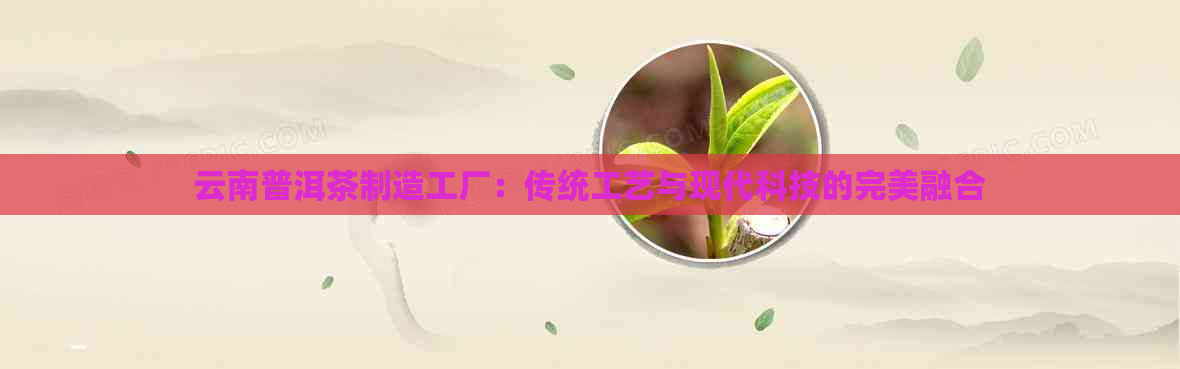 云南普洱茶制造工厂：传统工艺与现代科技的完美融合