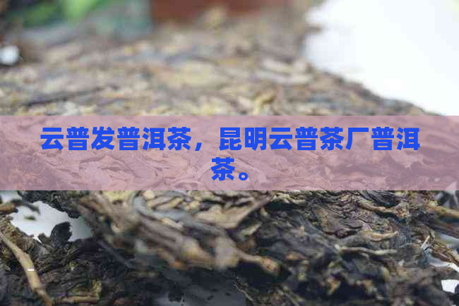 云普发普洱茶，昆明云普茶厂普洱茶。