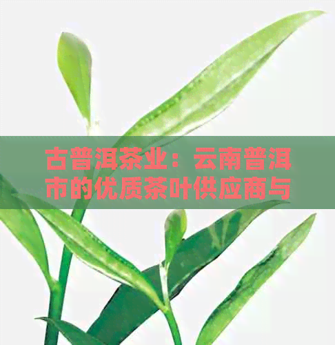 古普洱茶业：云南普洱市的优质茶叶供应商与制造商