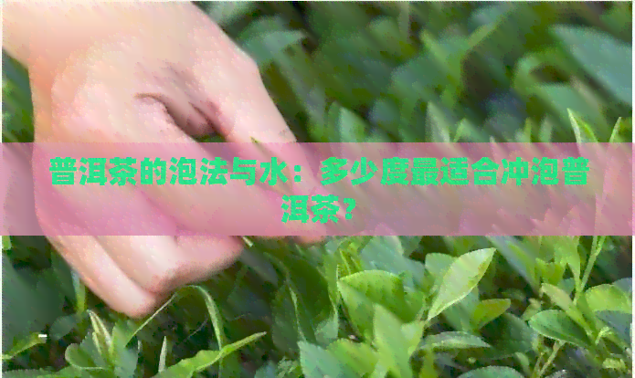 普洱茶的泡法与水：多少度最适合冲泡普洱茶？