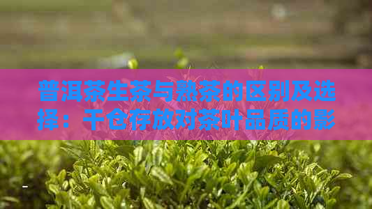 普洱茶生茶与熟茶的区别及选择：干仓存放对茶叶品质的影响