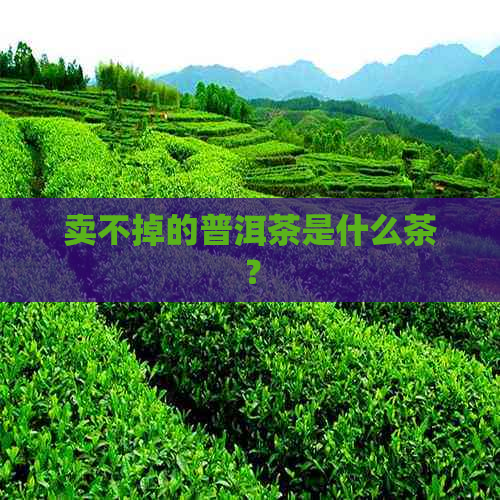 卖不掉的普洱茶是什么茶？