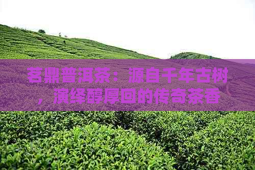 茗鼎普洱茶：源自千年古树，演绎醇厚回的传奇茶香