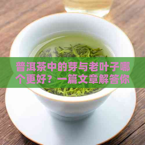 普洱茶中的芽与老叶子哪个更好？一篇文章解答你的疑惑。