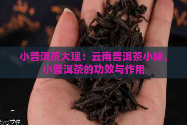 小普洱茶大理：云南普洱茶小妹，小普洱茶的功效与作用