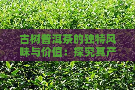 古树普洱茶的独特风味与价值：探究其产地、工艺和品质特点