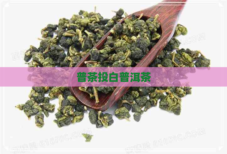 普茶投白普洱茶