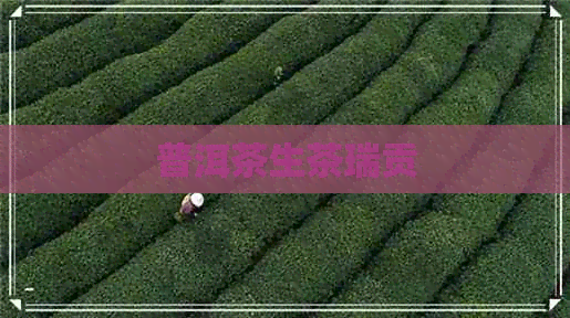 普洱茶生茶瑞贡