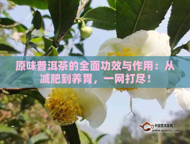 原味普洱茶的全面功效与作用：从减肥到养胃，一网打尽！