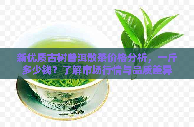 新优质古树普洱散茶价格分析，一斤多少钱？了解市场行情与品质差异