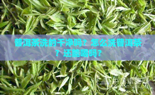 普洱茶洗的干净吗？怎么洗普洱茶？还能喝吗？