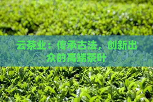 云茶业：传承古法，创新出众的高端茶叶